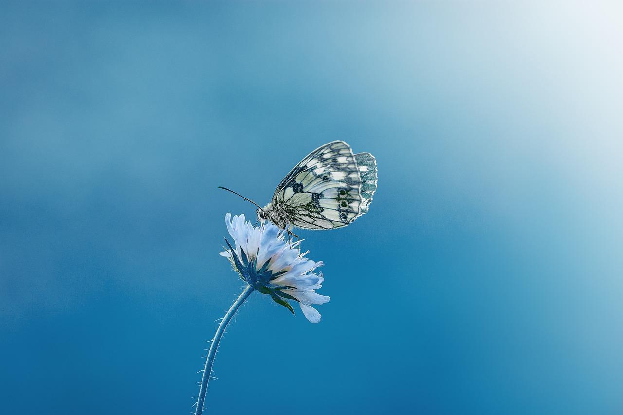 Papillon sur une fleur, symbole de renouveau